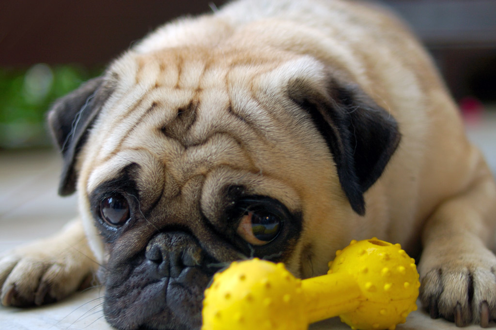 pug-with-chew-toy