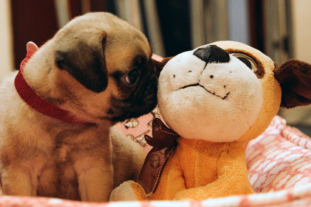 pug-with-plush-toy