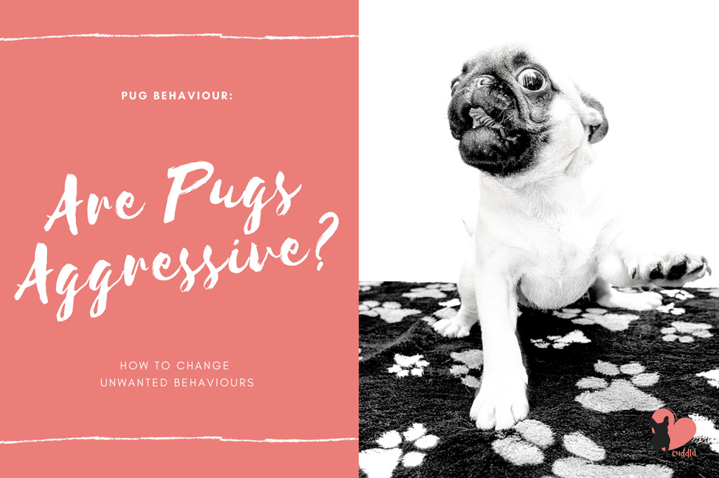 pugs-aggressive