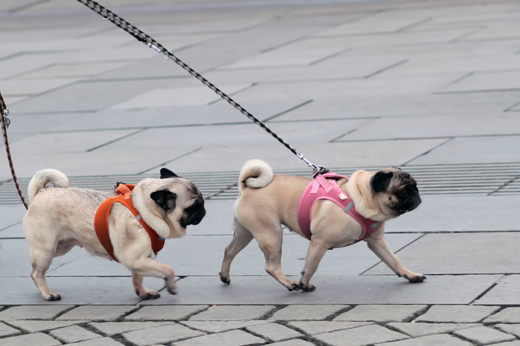 pugs-going-for-a-walk