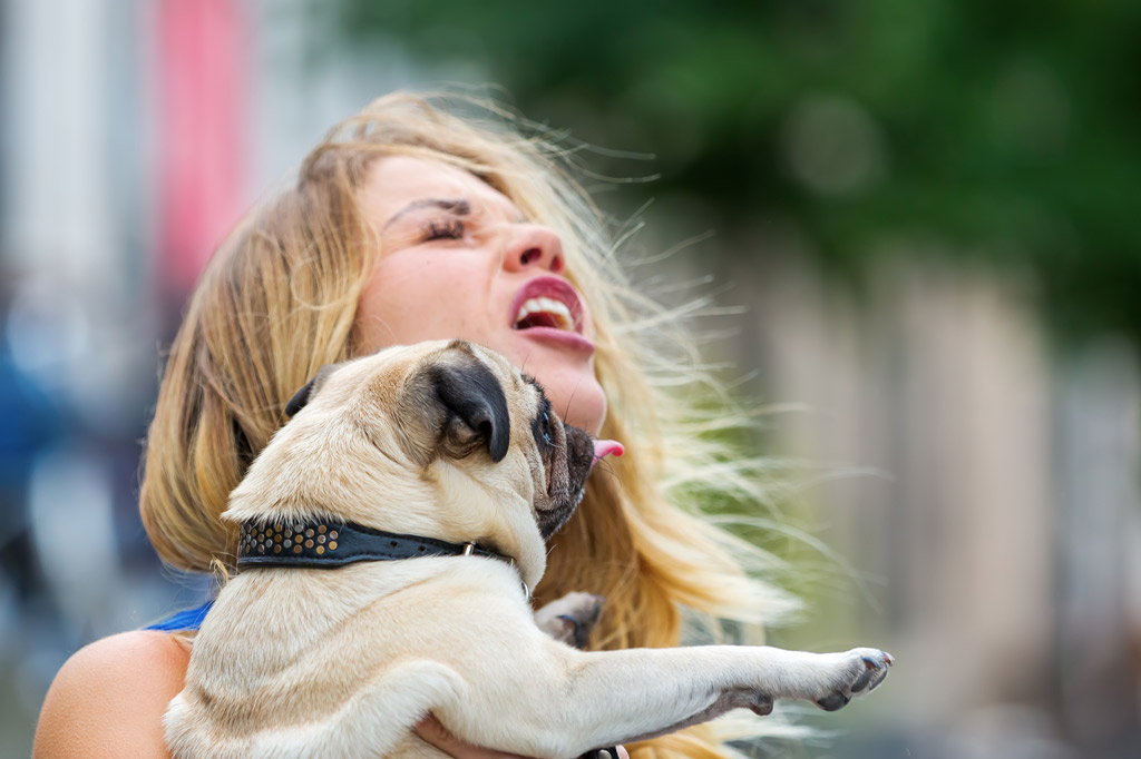 pugs-lick-so-much