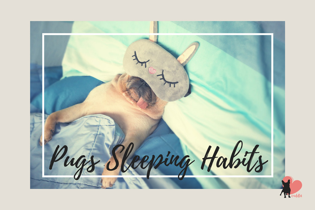 pugs-sleeping-habits