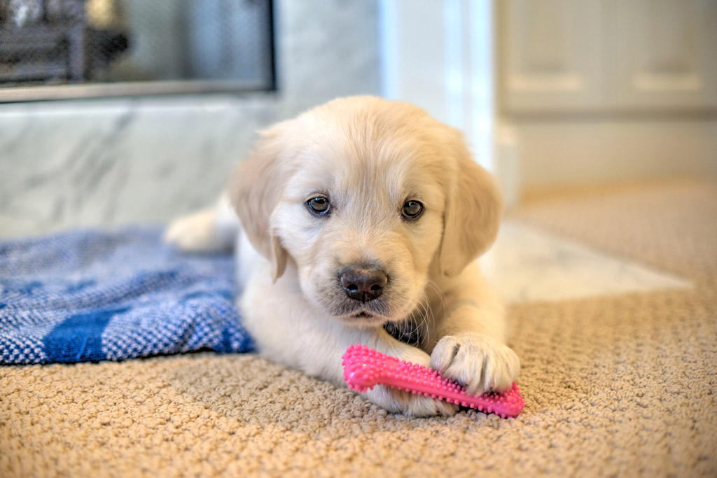 puppy-chew-toy-teething