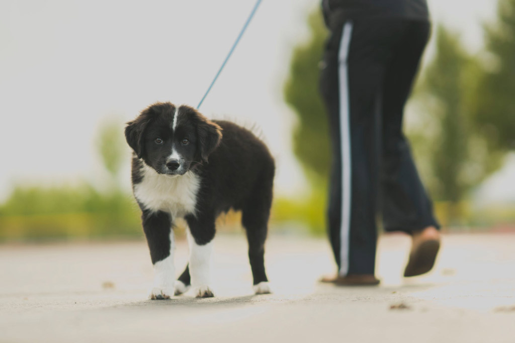 puppy-dog-walk-on-lead