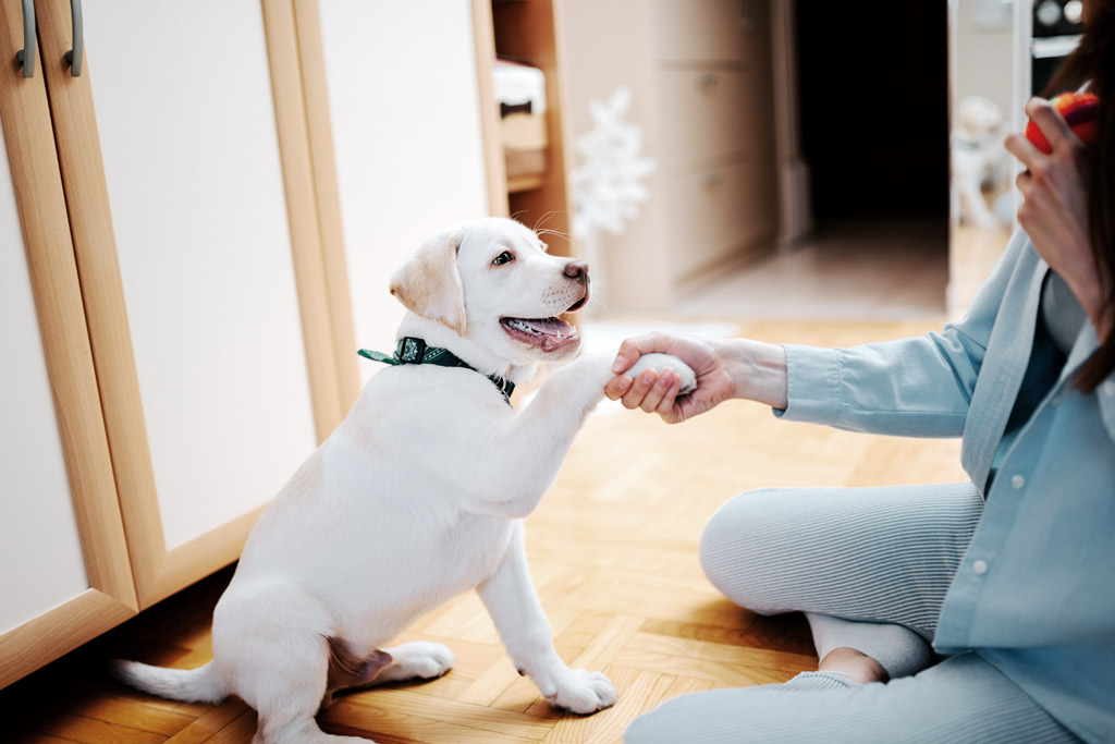 puppy-training-paw-command