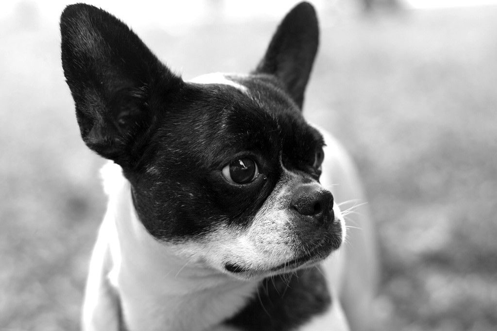 rescuing-a-boston-terrier