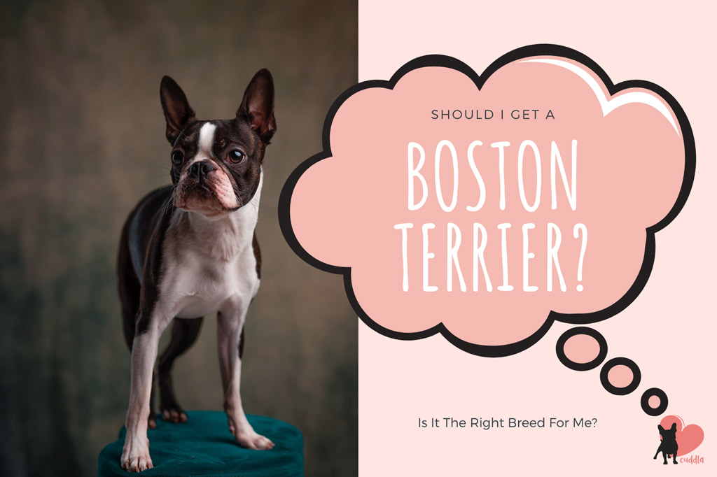 should-i-get-a-boston-terrier