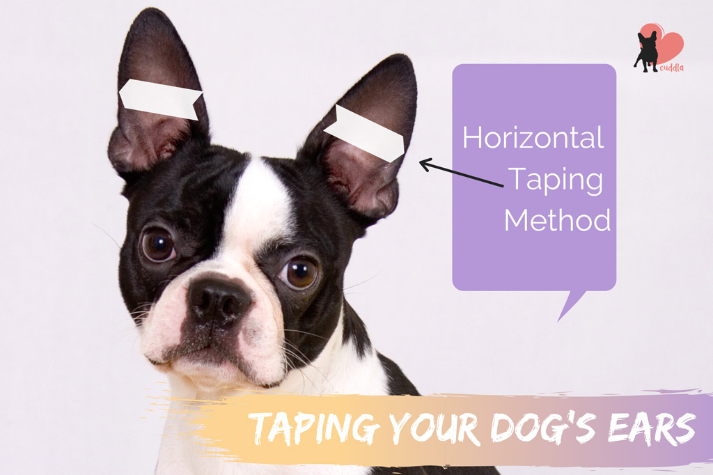 taping-boston-terriers-ears-horizontal-method