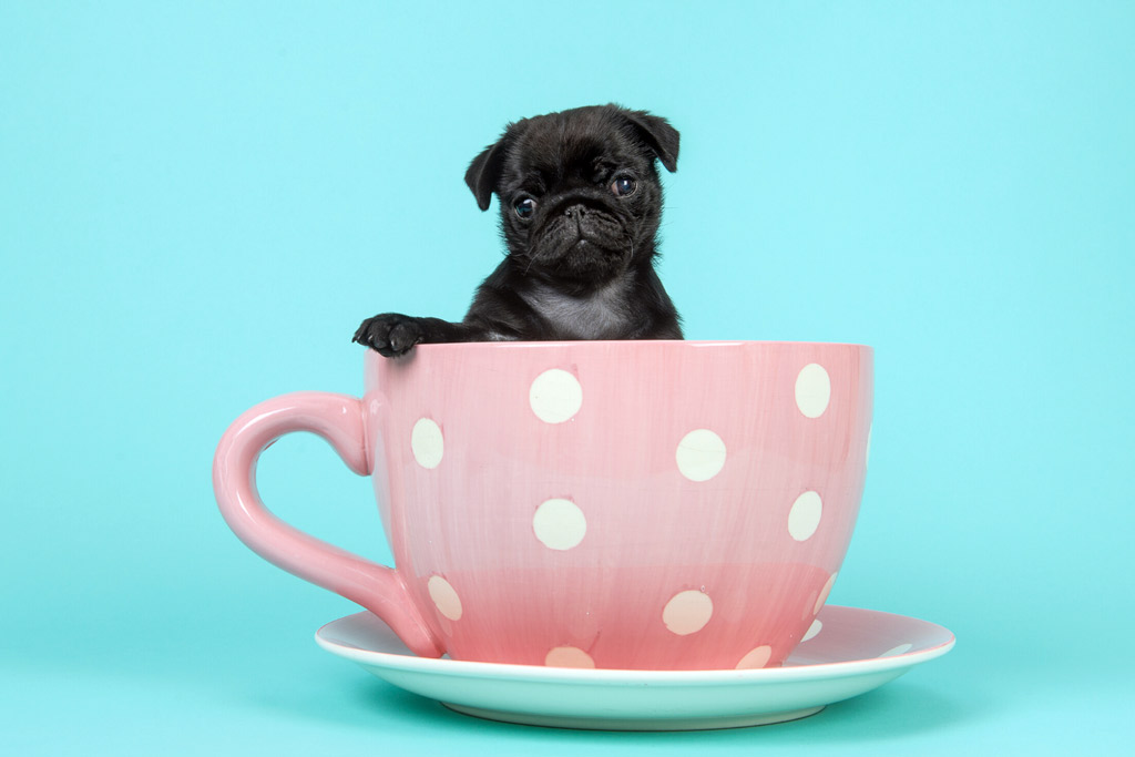 teacup-pug