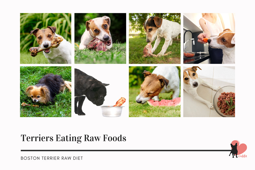 terriers-eating-raw-foods