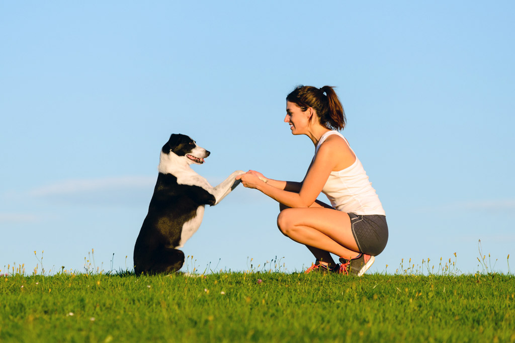 training-basics-for-adult-dogs