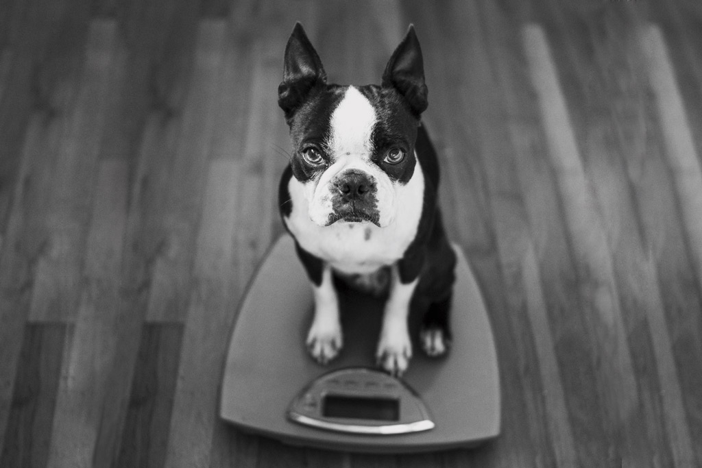 what human food can boston terriers eat