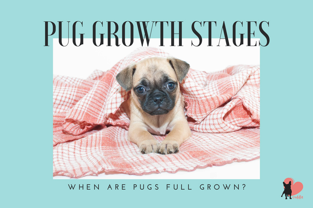 when-are-pugs-full-grown