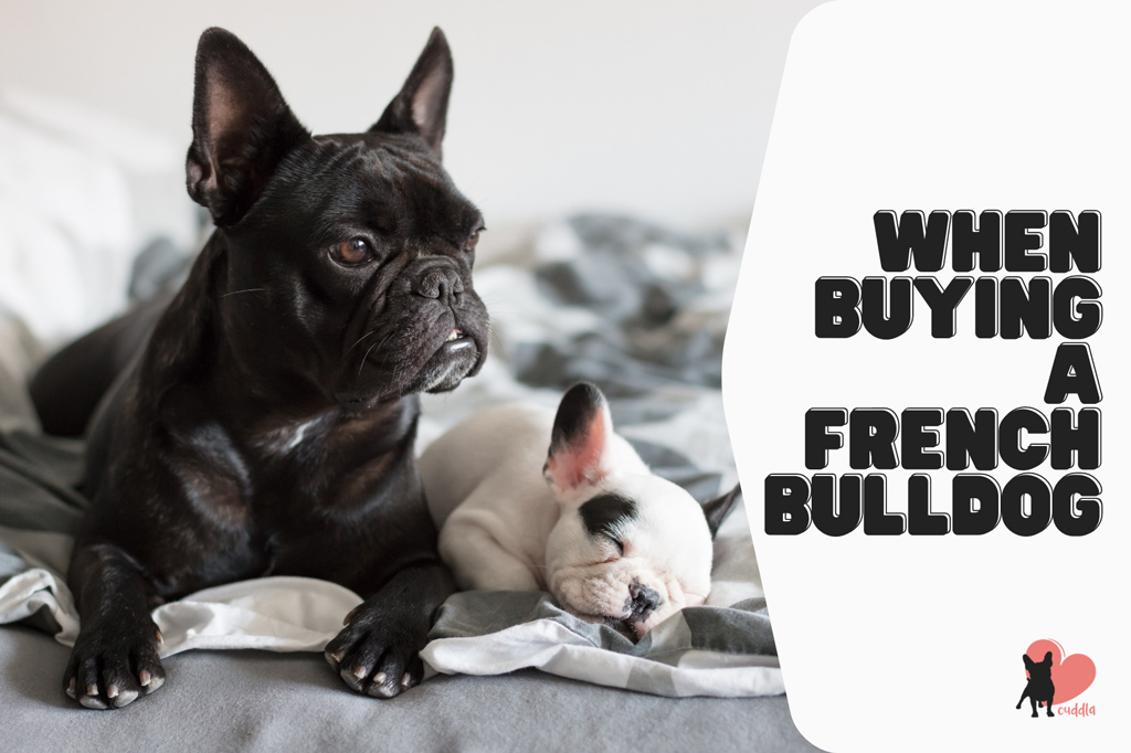 when-buying-a-french-bulldog