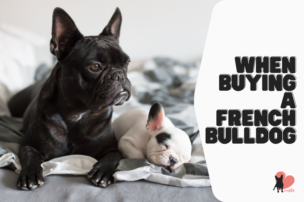 French Bulldog Cost