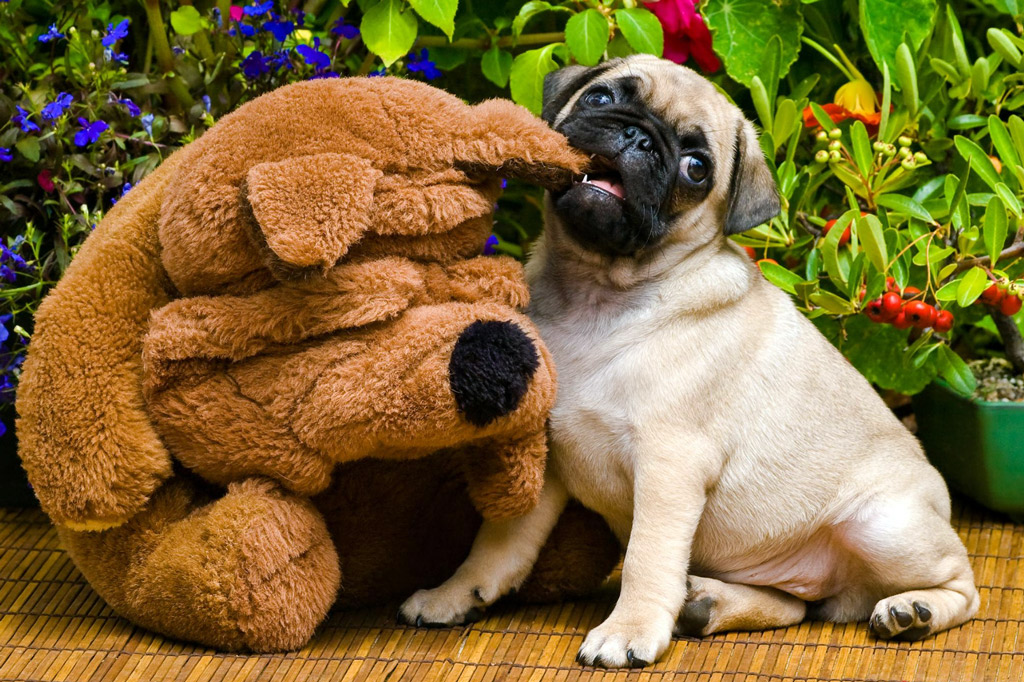 when-do-pugs-stop-teething