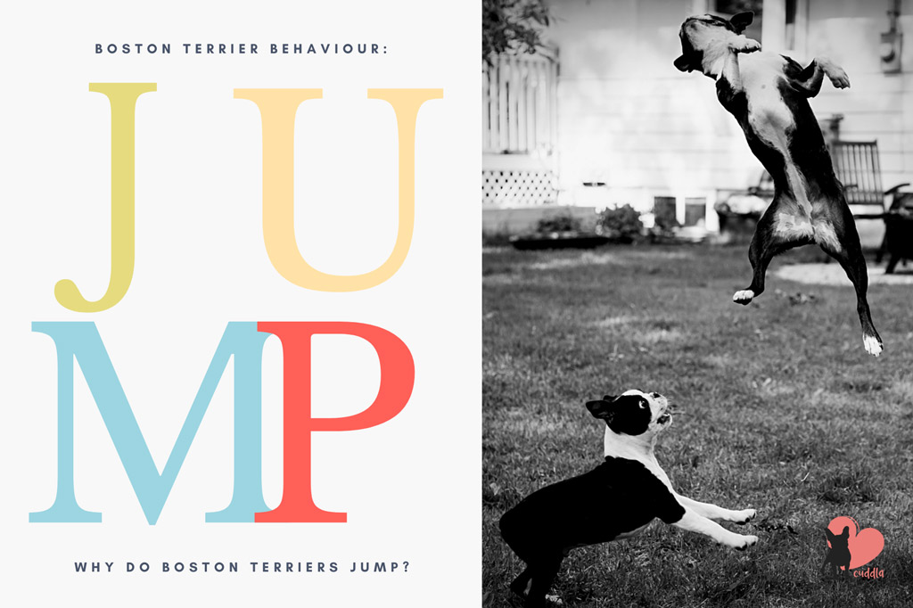 why-do-boston-terriers-jump