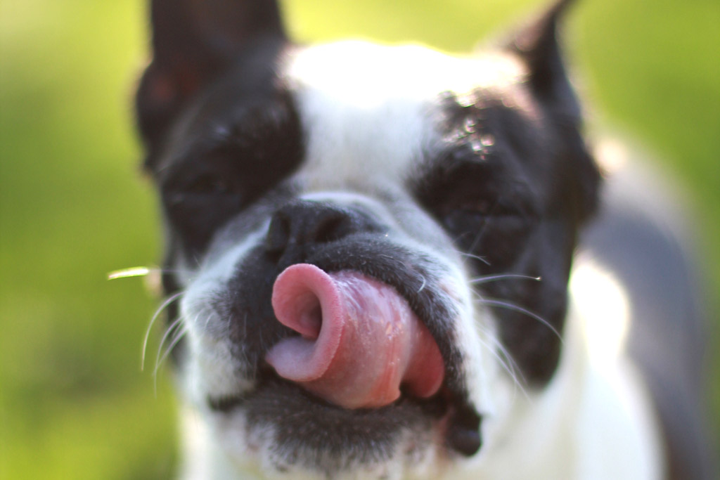 why-do-boston-terriers-lick-so-much