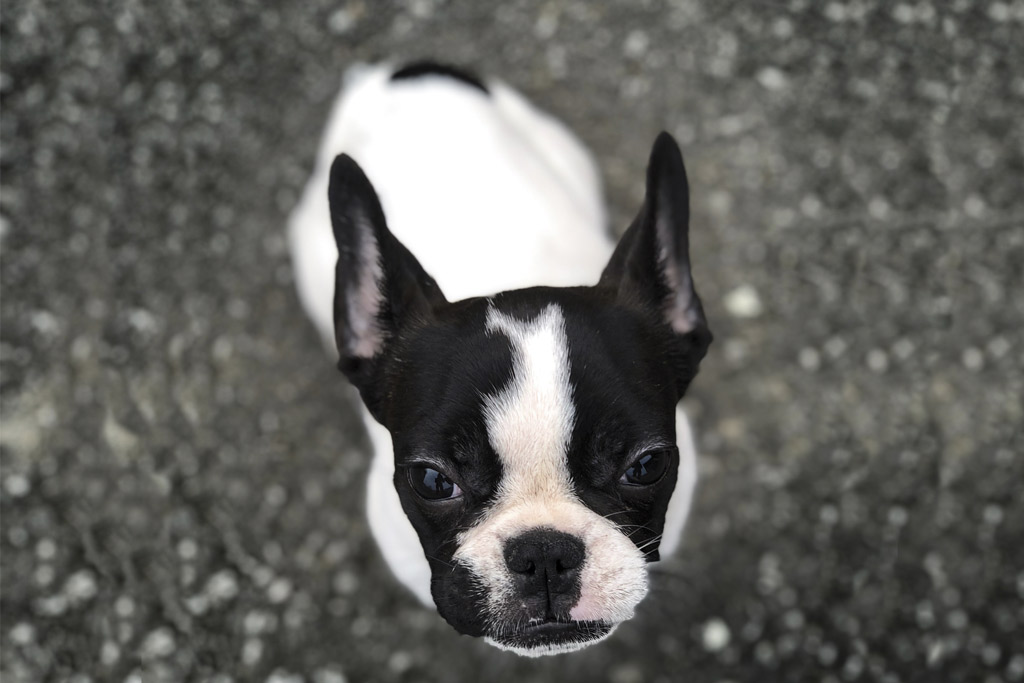 why-do-boston-terriers-make-weird-noises