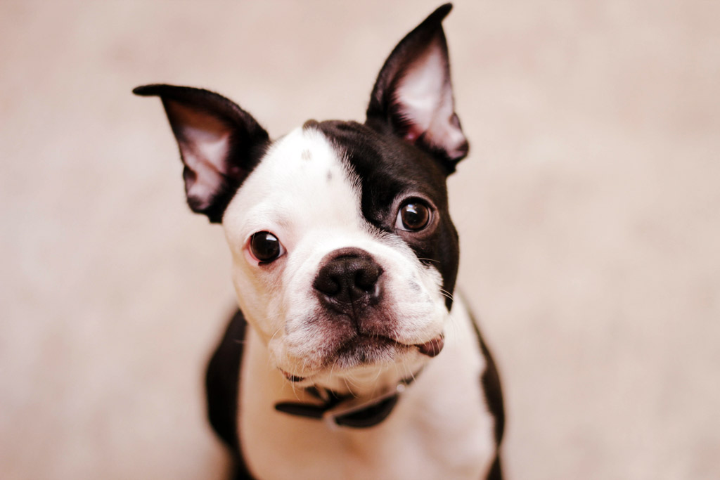 Why Do Boston Terriers Shake or Shiver? Good or Bad?