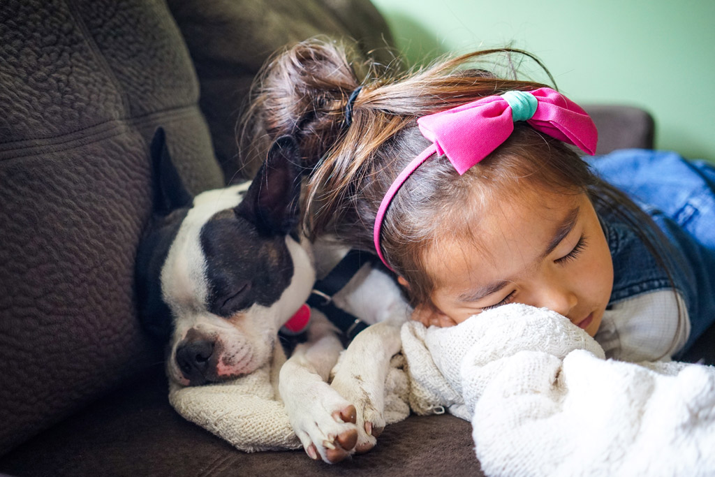 why-do-boston-terriers-sleep-under-covers