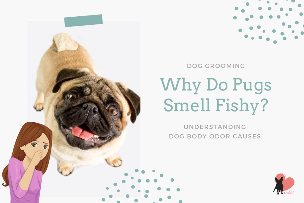 why-do-pugs-smell-fishy