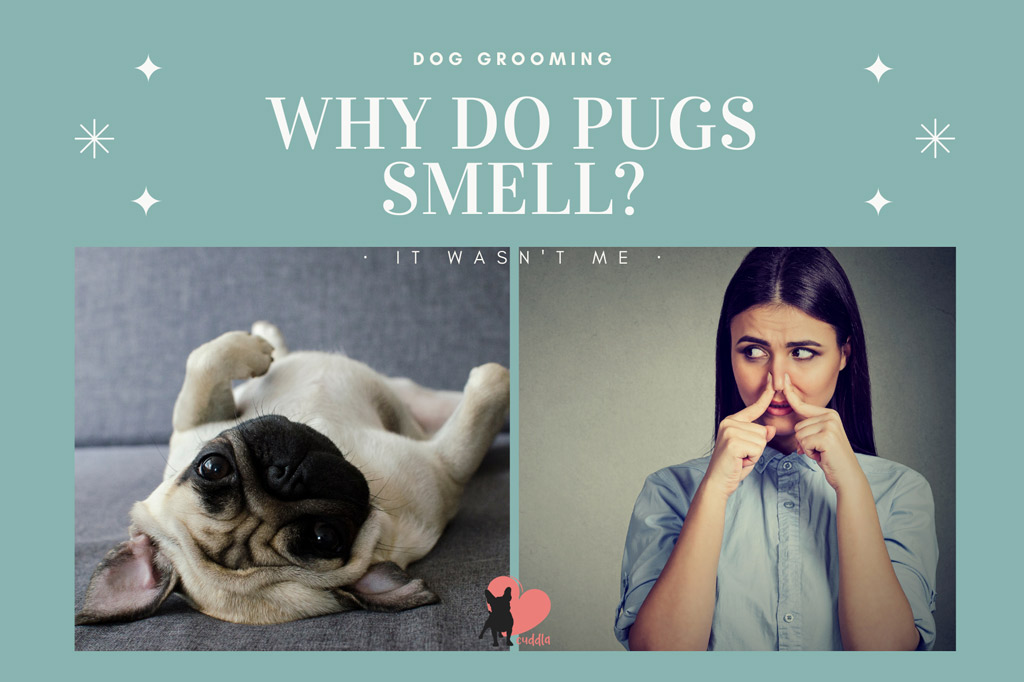 why-do-pugs-smell