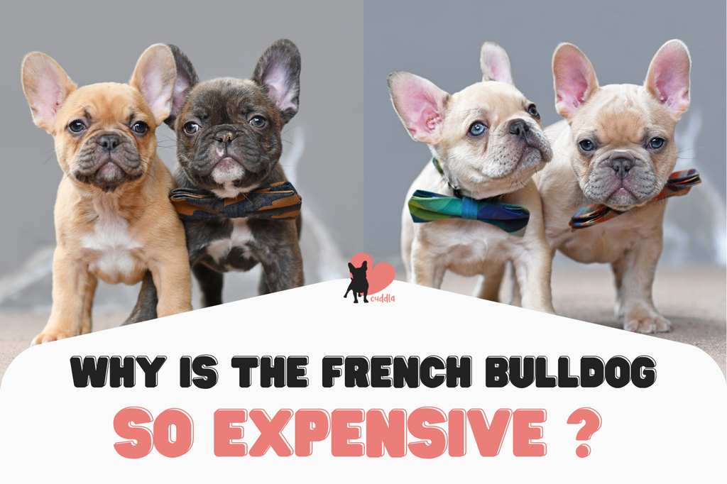 why-is-the-french-bulldog-so-expensive
