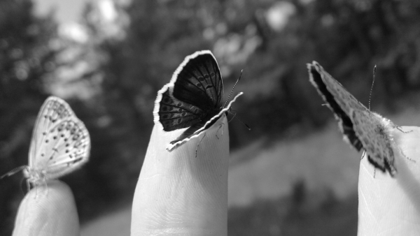 Grayscale image conversion alt text