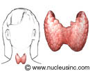 The location of the thyroid gland
