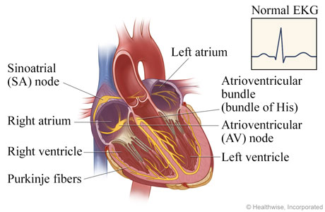 Electrical system of the heart Electrical system of the heart