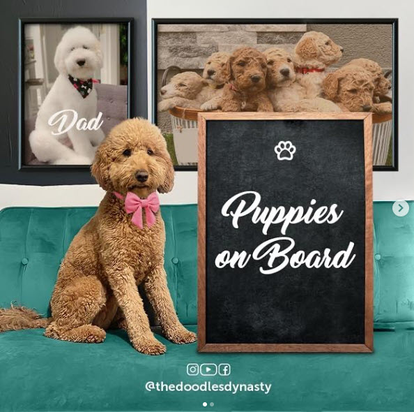 Goldendoodle puppies Santa Clarita