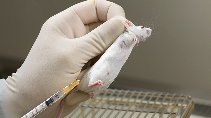 Subcutaneous Injection in the Mouse