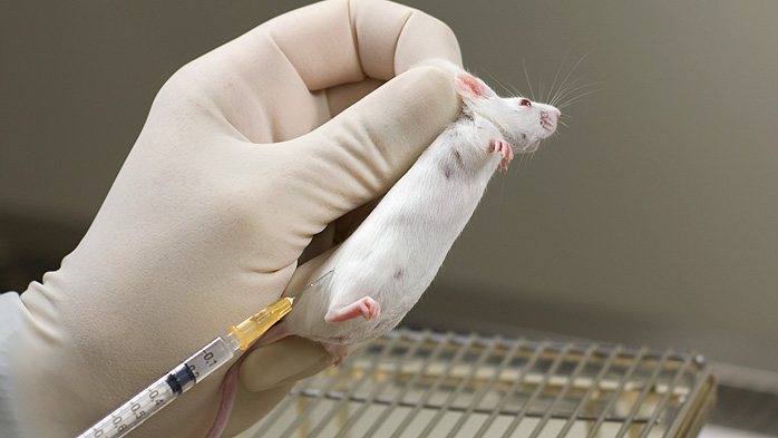 Subcutaneous Injection in the Mouse - Research Animal Training