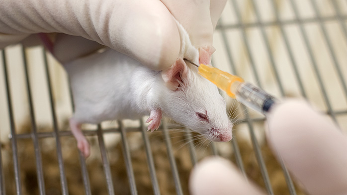 A) Different sizes of syringe needles used for mice of different