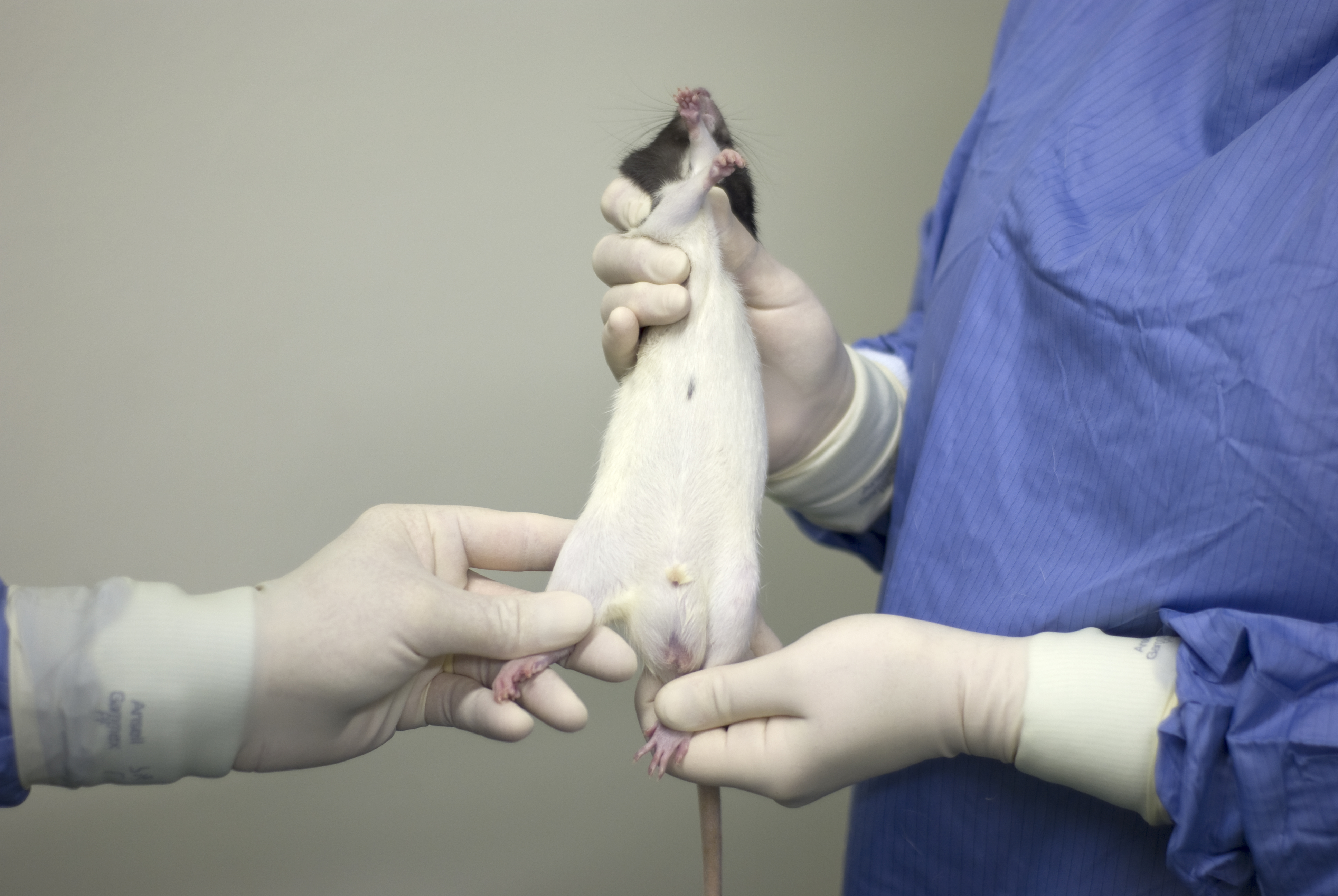 Intraperitoneal Injection in the Rat