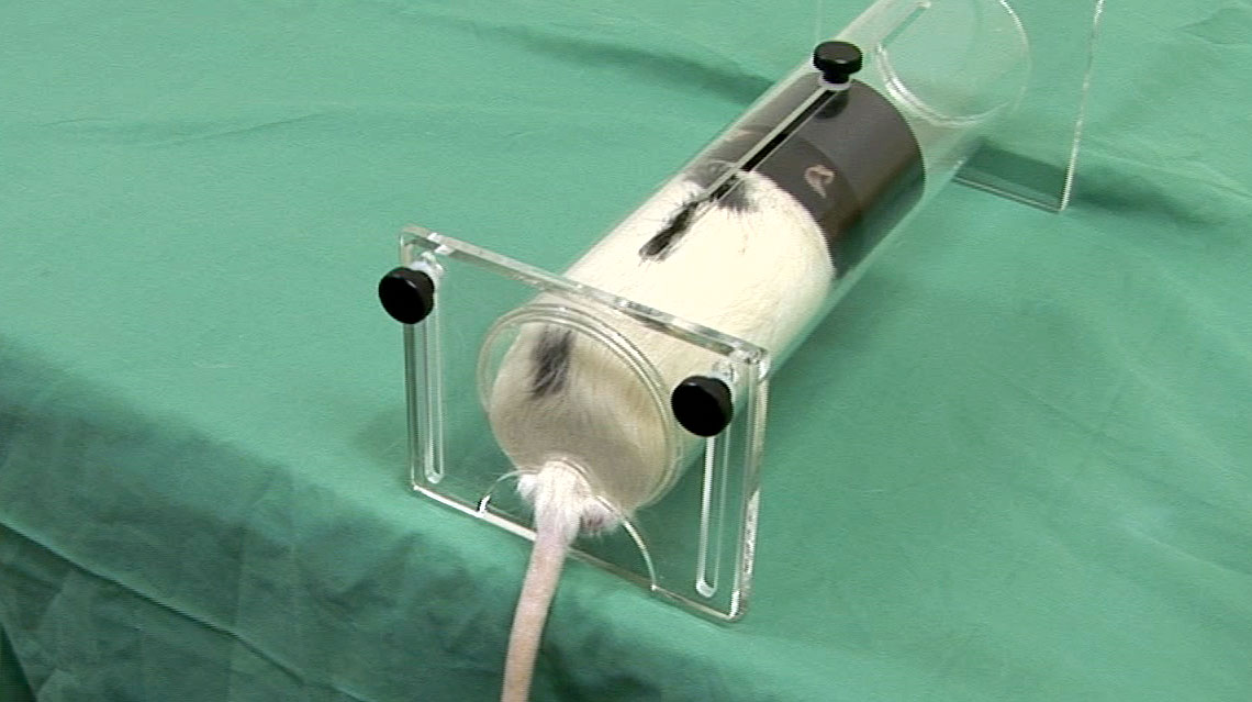 Intravenous Injection in the Rat - Research Animal Training