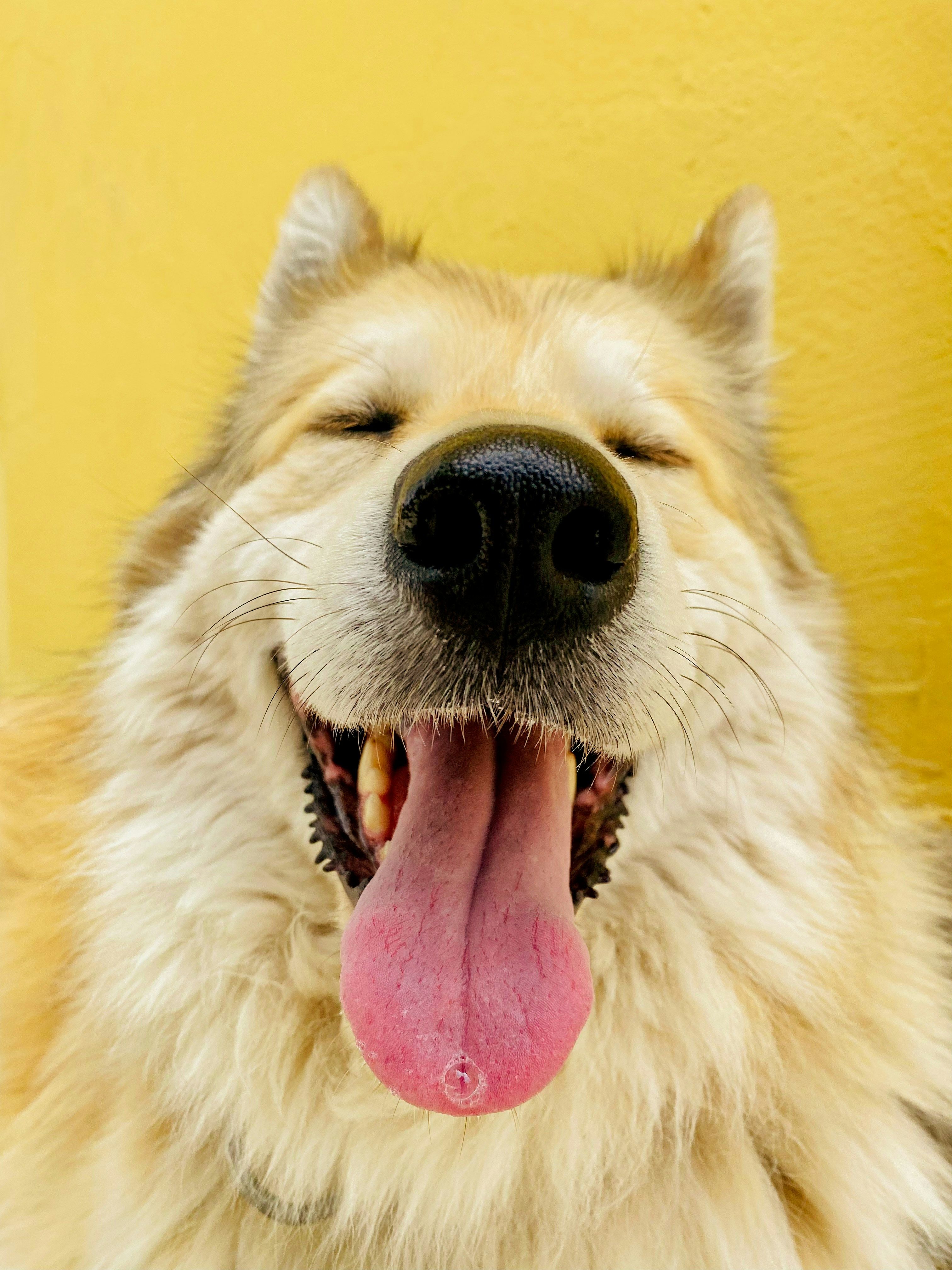 Happy blonde husky smiling with tongue out against a yellow background