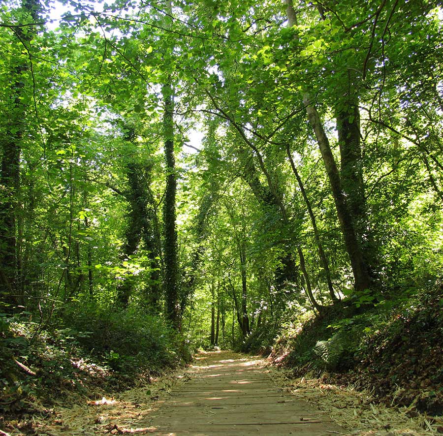 1.-Oak-Park-Forest-Park-Carlow-Town_opt