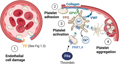 UNDERSTANDING THE MECHANISM OF PLATELET PLUG FORMATION