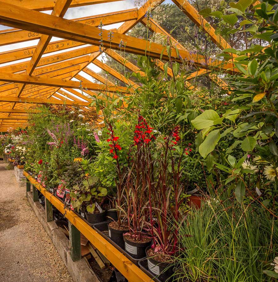 4.-Gardeners-Paradise-Altamont-Plant-Sales-plant-sales-area2_opt