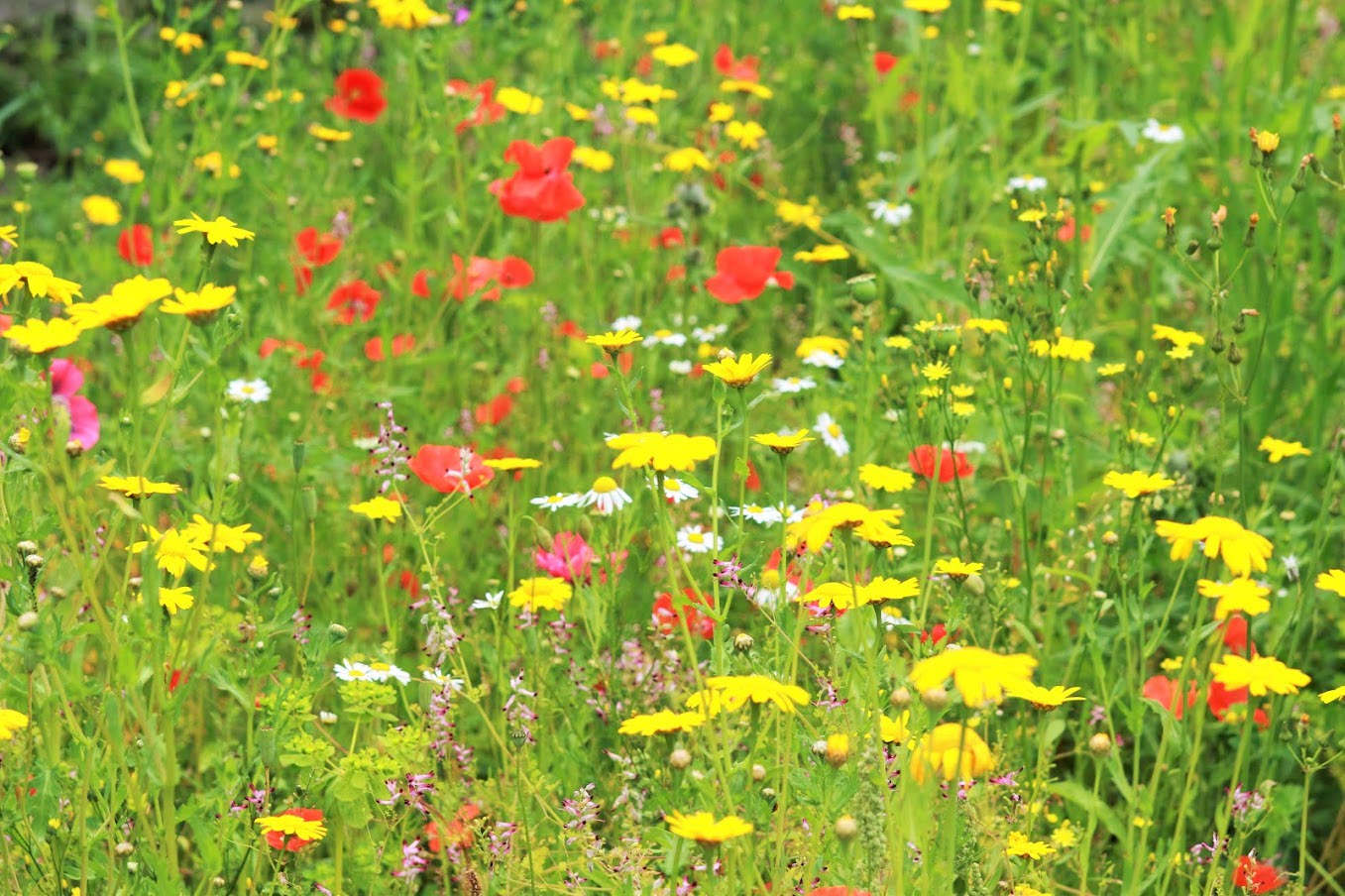 5. Wildflower meadows in An Gairdin Beo