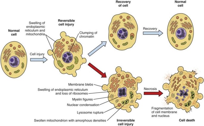 UNRAVELING CELL INJURY: INSIGHT INTO CAUSES, TYPES, AND MORPHOLOGICAL CHANGES