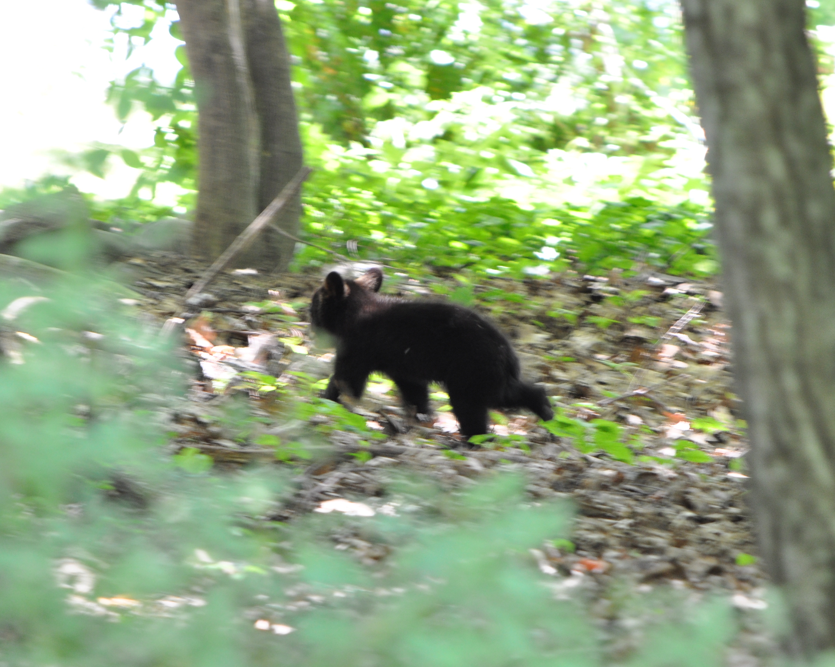 Baby black bear running through a dense, green forest.