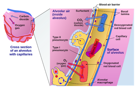 KEY PRINCIPLES OF GAS EXCHANGE IN HUMANS