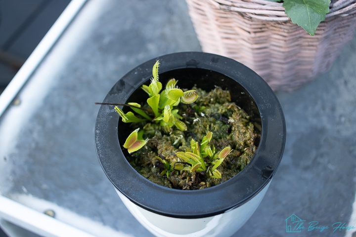 venus fly traps - buying plants online - indoor house plants
