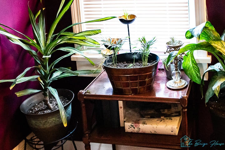 buying plants online