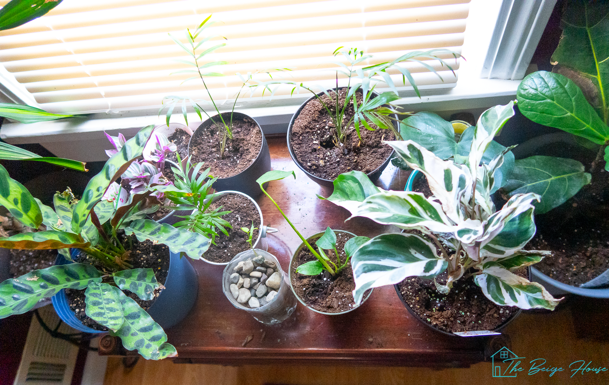 What Plants Need to Grow