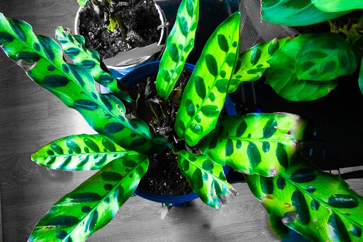 rattlesnake plant - buying plants online - indoor house plants