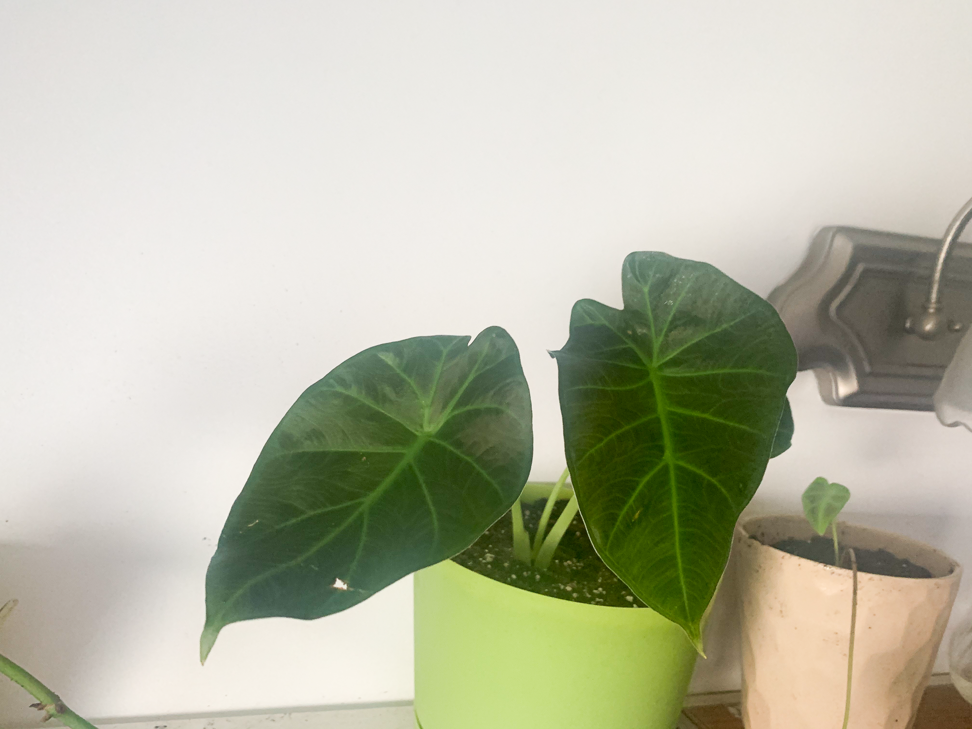 My goth plant collection from Etsy